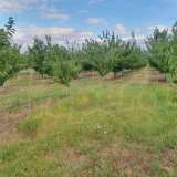  Large orchard with drip irrigation near Plovdiv Katunitsa village 6031394 thumb22