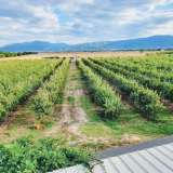 Large orchard with drip irrigation near Plovdiv Katunitsa village 6031394 thumb2