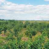  Large orchard with drip irrigation near Plovdiv Katunitsa village 6031394 thumb30