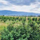  Large orchard with drip irrigation near Plovdiv Katunitsa village 6031394 thumb0