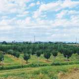  Large orchard with drip irrigation near Plovdiv Katunitsa village 6031394 thumb8