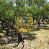  (For Sale) Land Plot || Chios/Kardamyla - 12.000 Sq.m, 150.000€ Kardamila 8033604 thumb5