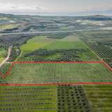  For Sale - (€ 0 / m2), Agricultural 15000 m2 Orfano 8133904 thumb0