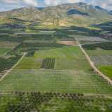  For Sale - (€ 0 / m2), Agricultural 15000 m2 Orfano 8133904 thumb6