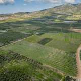  For Sale - (€ 0 / m2), Agricultural 15000 m2 Orfano 8133904 thumb7