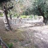  For Sale - (€ 0 / m2), Agricultural 2752 m2 Alonnisos 7534278 thumb8