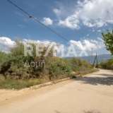  For Sale - (€ 0 / m2), Agricultural 3291 m2 Volos 7937125 thumb9