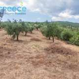  For SALE perfect and buildable land, in Logga, Messinia, with a stone building of 60sq.m. It consists of 2 plots, approx. 6.5 acres. Each can build 250 sq. m. for residence and 1.300 sq. m. for tourist exploitation. It has 200 productive olive trees and c Epia 8144054 thumb21