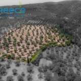  For SALE perfect and buildable land, in Logga, Messinia, with a stone building of 60sq.m. It consists of 2 plots, approx. 6.5 acres. Each can build 250 sq. m. for residence and 1.300 sq. m. for tourist exploitation. It has 200 productive olive trees and c Epia 8144054 thumb11