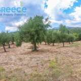  For SALE perfect and buildable land, in Logga, Messinia, with a stone building of 60sq.m. It consists of 2 plots, approx. 6.5 acres. Each can build 250 sq. m. for residence and 1.300 sq. m. for tourist exploitation. It has 200 productive olive trees and c Epia 8144054 thumb23