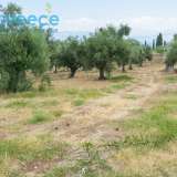  For SALE perfect and buildable land, in Logga, Messinia, with a stone building of 60sq.m. It consists of 2 plots, approx. 6.5 acres. Each can build 250 sq. m. for residence and 1.300 sq. m. for tourist exploitation. It has 200 productive olive trees and c Epia 8144054 thumb15