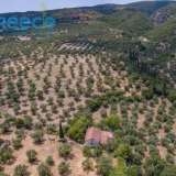  For SALE perfect and buildable land, in Logga, Messinia, with a stone building of 60sq.m. It consists of 2 plots, approx. 6.5 acres. Each can build 250 sq. m. for residence and 1.300 sq. m. for tourist exploitation. It has 200 productive olive trees and c Epia 8144054 thumb7