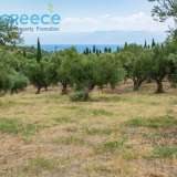  For SALE perfect and buildable land, in Logga, Messinia, with a stone building of 60sq.m. It consists of 2 plots, approx. 6.5 acres. Each can build 250 sq. m. for residence and 1.300 sq. m. for tourist exploitation. It has 200 productive olive trees and c Epia 8144054 thumb18