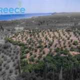  For SALE perfect and buildable land, in Logga, Messinia, with a stone building of 60sq.m. It consists of 2 plots, approx. 6.5 acres. Each can build 250 sq. m. for residence and 1.300 sq. m. for tourist exploitation. It has 200 productive olive trees and c Epia 8144054 thumb10