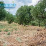  For SALE perfect and buildable land, in Logga, Messinia, with a stone building of 60sq.m. It consists of 2 plots, approx. 6.5 acres. Each can build 250 sq. m. for residence and 1.300 sq. m. for tourist exploitation. It has 200 productive olive trees and c Epia 8144054 thumb16