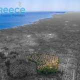  For SALE perfect and buildable land, in Logga, Messinia, with a stone building of 60sq.m. It consists of 2 plots, approx. 6.5 acres. Each can build 250 sq. m. for residence and 1.300 sq. m. for tourist exploitation. It has 200 productive olive trees and c Epia 8144054 thumb1