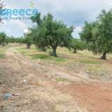  For SALE perfect and buildable land, in Logga, Messinia, with a stone building of 60sq.m. It consists of 2 plots, approx. 6.5 acres. Each can build 250 sq. m. for residence and 1.300 sq. m. for tourist exploitation. It has 200 productive olive trees and c Epia 8144054 thumb14