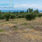 For SALE perfect and buildable land, in Logga, Messinia, with a stone building of 60sq.m. It consists of 2 plots, approx. 6.5 acres. Each can build 250 sq. m. for residence and 1.300 sq. m. for tourist exploitation. It has 200 productive olive trees and c Epia 8144054 thumb20