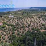  For SALE perfect and buildable land, in Logga, Messinia, with a stone building of 60sq.m. It consists of 2 plots, approx. 6.5 acres. Each can build 250 sq. m. for residence and 1.300 sq. m. for tourist exploitation. It has 200 productive olive trees and c Epia 8144054 thumb9