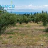  For SALE perfect and buildable land, in Logga, Messinia, with a stone building of 60sq.m. It consists of 2 plots, approx. 6.5 acres. Each can build 250 sq. m. for residence and 1.300 sq. m. for tourist exploitation. It has 200 productive olive trees and c Epia 8144054 thumb17