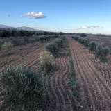 (For Sale) Land Agricultural Land  || East Attica/Paiania - 2.500 Sq.m, 25.000€ Athens 6544674 thumb0