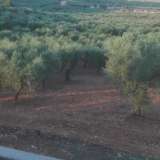  Olivenplantage in Süditalien, Carpino Cagnano Varano 4345274 thumb2