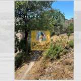  (For Sale) Land Plot || Chios/Omiroupoli - 1.220 Sq.m, 440.000€ Omiroupoli 7845953 thumb2