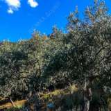  For Sale - (€ 0 / m2), Agricultural 9724 m2 Agria 6049876 thumb2