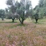  For Sale - (€ 0 / m2), Agricultural 2001 m2 Lefkada 8205183 thumb1