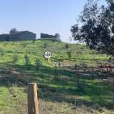  Terreno com 15 hectares, Venda, Castelo Branco Castelo Branco 8050450 thumb44