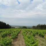  COTES DU RHONE VILLAGES GADAGNE 23 HA ORGANIC VINEYARD PROPERTY IN DOMINANT POSITIONThis property of 23 contiguous ha is located on the threshold of Avignon in the Côtesdu Rhône Villages Gadagneappellation. The estate is easily acc Avignon 3751524 thumb3