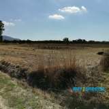  For sale two plots of total area of 13.675sqm (in fact they are two adjacent plots of 5971 and 7704sqm each), perfect and buildable which with their union can build more than 500sqm for residence and 1000sqm for tourist exploitation. Ideal for olive culti Thessaloniki 8055926 thumb2