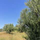  For Sale - (€ 0 / m2), Agricultural 6100 m2 Petalidi 8156836 thumb5