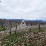  25,000m2 of land with house and vineyard, Podgorica Podgorica 8059223 thumb5