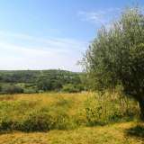  ISTRIA, BUJE - Building plot on the edge of the construction zone, panoramic view Buje 8206217 thumb6