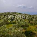  For Sale - (€ 0 / m2), Agricultural 4026 m2 Skiathos 8206823 thumb7