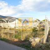  (For Rent) Land Agricultural Land  || East Attica/Acharnes (Menidi) - 6.000 Sq.m, 2.500€ Athens 7506892 thumb0
