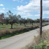  (For Sale) Land Agricultural Land  || Aitoloakarnania/Antirrio - 106.000 Sq.m, 3.000.000€ Antirrio 8160645 thumb5
