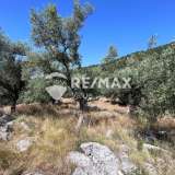  For Sale - (€ 0 / m2), Agricultural 9600 m2 Lefkada 7862460 thumb9