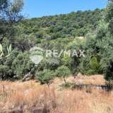 For Sale - (€ 0 / m2), Agricultural 9600 m2 Lefkada 7862460 thumb8