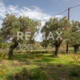  For Sale - (€ 0 / m2), Agricultural 2746 m2 Skiathos 8065166 thumb9