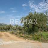  For Sale - (€ 0 / m2), Agricultural 2746 m2 Skiathos 8065166 thumb0