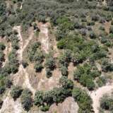  For Sale - (€ 0 / m2), Agricultural 8100 m2 Lefkada 8165598 thumb9