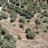  For Sale - (€ 0 / m2), Agricultural 8100 m2 Lefkada 8165598 thumb8