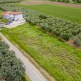  For Sale - (€ 0 / m2), Agricultural 700 m2 Orfano 8165637 thumb4