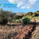  For sale an investment plot of almost 20 acres in the area of Troizinia, specifically in Agia Eleni, ideal for cultivation with productive prickly pears, which can be used for olive production and any kind of cultivation due to the fertile soil.INFO A Parakampilia 8166264 thumb7