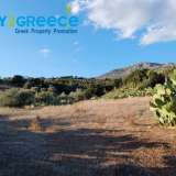  For sale an investment plot of almost 20 acres in the area of Troizinia, specifically in Agia Eleni, ideal for cultivation with productive prickly pears, which can be used for olive production and any kind of cultivation due to the fertile soil.INFO A Parakampilia 8166264 thumb3