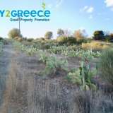  For sale an investment plot of almost 20 acres in the area of Troizinia, specifically in Agia Eleni, ideal for cultivation with productive prickly pears, which can be used for olive production and any kind of cultivation due to the fertile soil.INFO A Parakampilia 8166264 thumb8