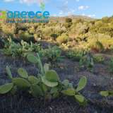  For sale an investment plot of almost 20 acres in the area of Troizinia, specifically in Agia Eleni, ideal for cultivation with productive prickly pears, which can be used for olive production and any kind of cultivation due to the fertile soil.INFO A Parakampilia 8166264 thumb4