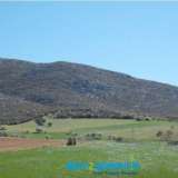  For sale a plot of 5,780 sq.m. in Kallikratia, but outside the plan but in the process of integration, it is 550 meters from the settlement and more than 5 kilometers from the seaInformation on : 2107710150 - 6945051223Tsioumis Properties - BUY2GREECE147  Kallikrateia 8166303 thumb4